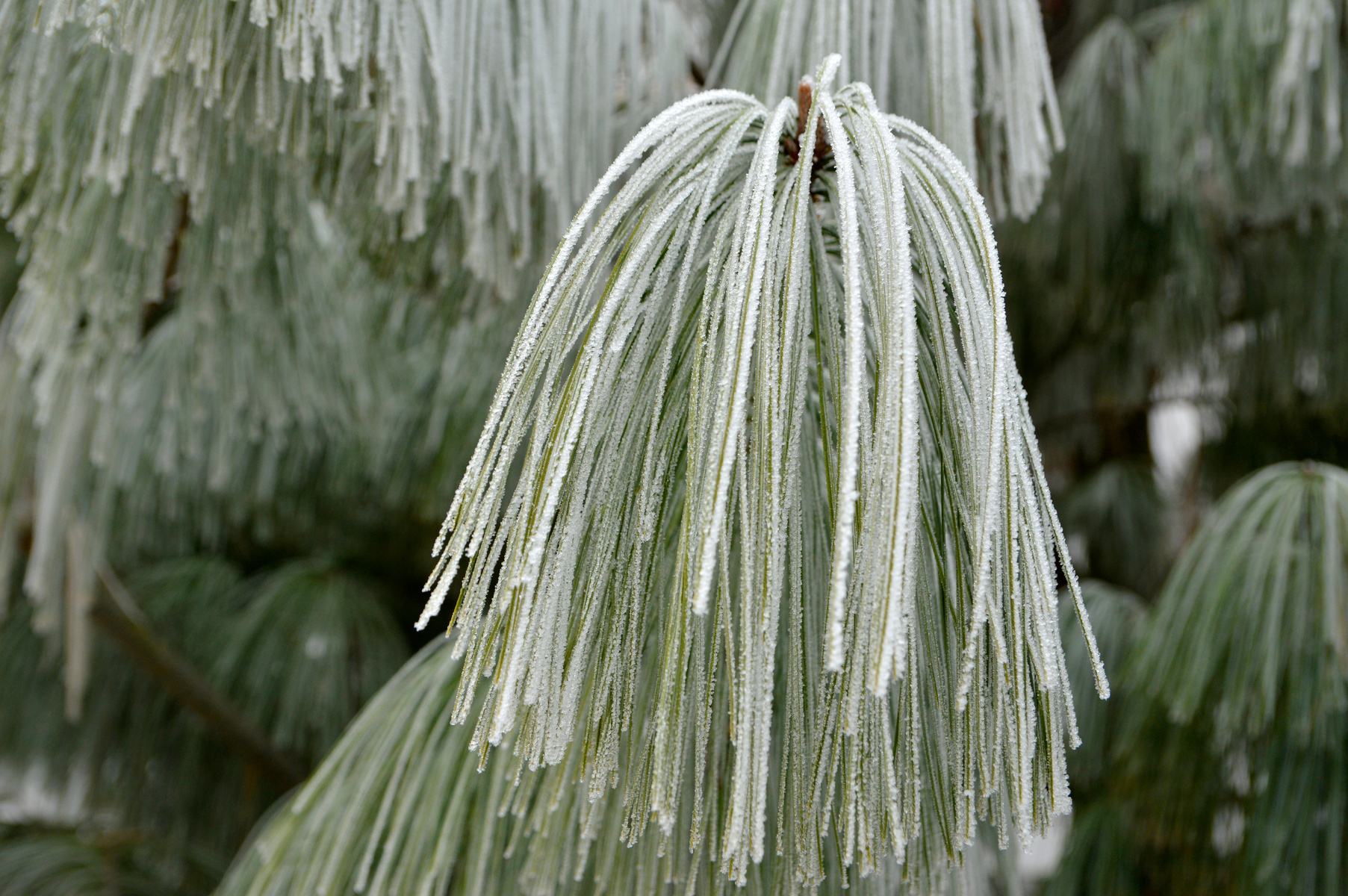 branch of Pinus wallichiana, Himalayan pine, Bhutan pine, Blue pine, covered with rime frost close up